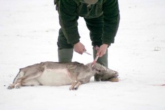 Killikus&reg; Fotographie